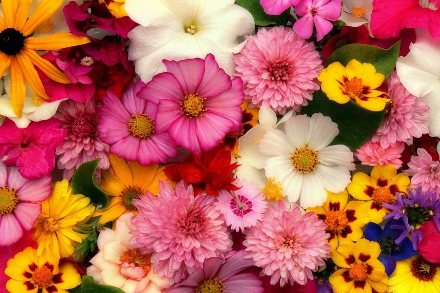 fregasuelo floral
